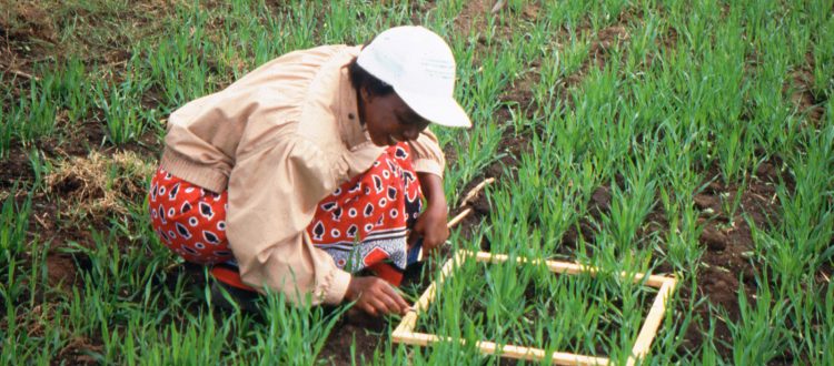 Armyworm