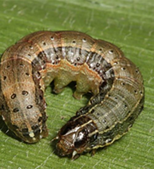 Fall armyworm