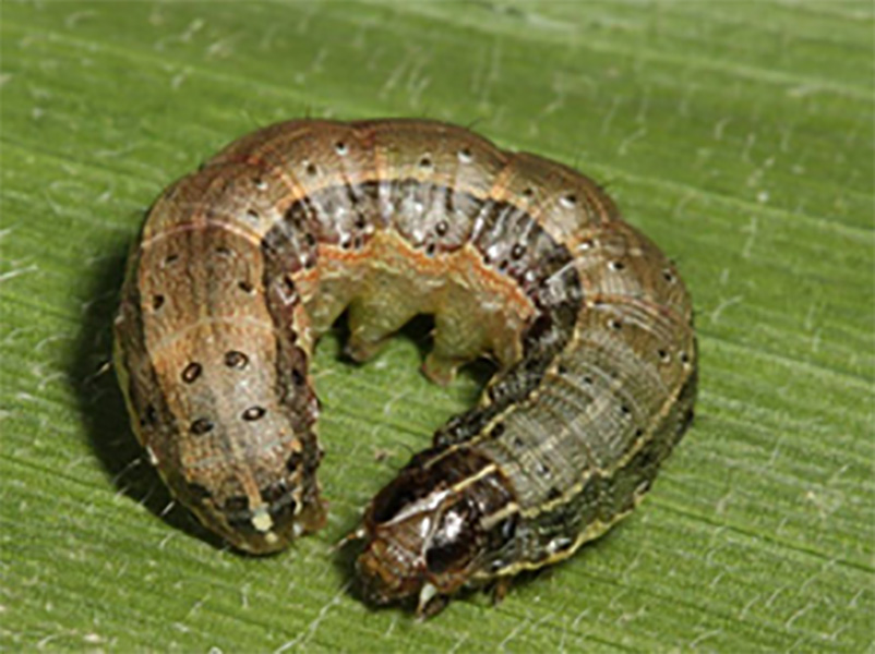 Fall armyworm