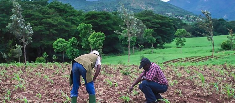 Working in a field