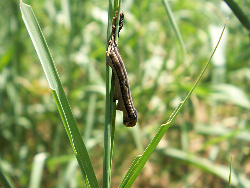 How do the species of armyworm differ?