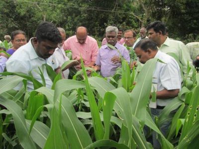 Agricultural Department officials inspecting the damage caused by Fall Army worm, an invasive pest, at Sukkalampatti Kombi village in Tiruchi district on Friday. | Photo Credit: HANDOUT