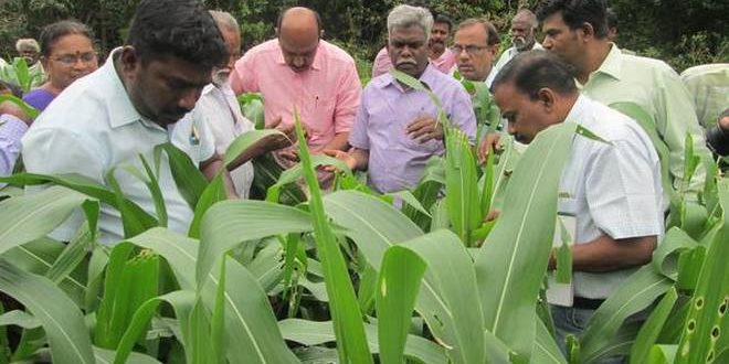 Agricultural Department officials inspecting the damage caused by Fall Army worm, an invasive pest, at Sukkalampatti Kombi village in Tiruchi district on Friday. | Photo Credit: HANDOUT