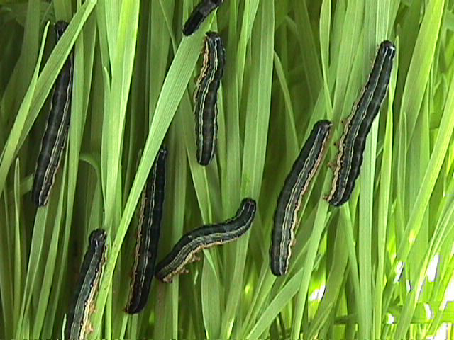 African armyworm