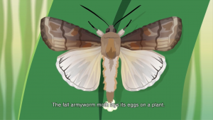 fall armyworm adult laying eggs on a leaf