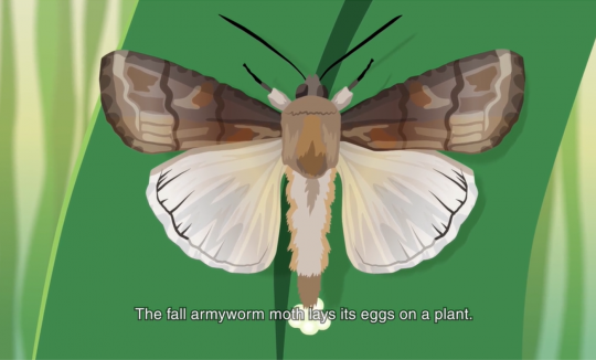 fall armyworm adult laying eggs on a leaf